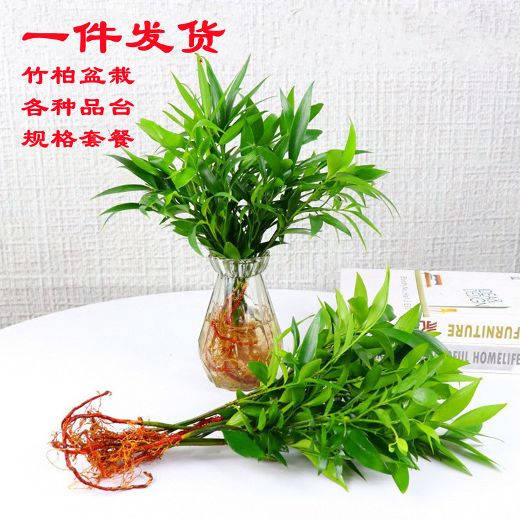 Hydroponic New Favorite Mosquito-Repellent Bamboo, Fortune Bamboo, Indoor Living Room Desktop Green Plant Potted Flower, Evergreen All Year Round Hydroponic New Favorite Mosquito-Repellent Bamboo, Fortune Bamboo, Indoor Living Room Desktop Green Plant Potted Flower, Evergreen All Year Round