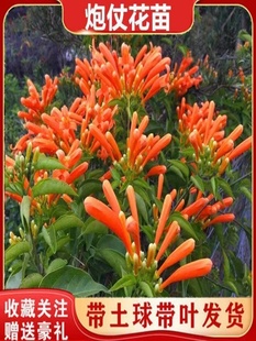 Firecracker Flower Seedlings, Climbing Vines, Firecracker Flowers, Can Be Planted in All Seasons, Balcony Courtyard Hanging Climbing Florals, Vine Florals, Firecrackers