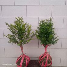 红豆杉基地批发各种不同规格的红豆杉树苗盆栽红豆杉小苗量大优惠