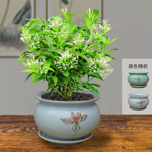 ҹԝxֲ҃͏d̨ļ͟Ứ