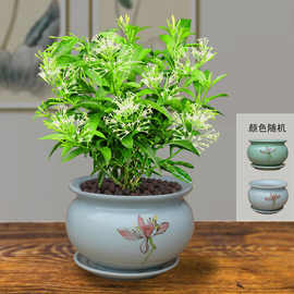 正宗夜来香盆栽浓香型驱蚊虫植物室内外客厅阳台四季常青耐热花卉