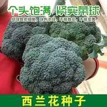 ���m���N�� �ļ���Ҭ�˾G��ʯ�߲˷N���Ӹ߻���˷N