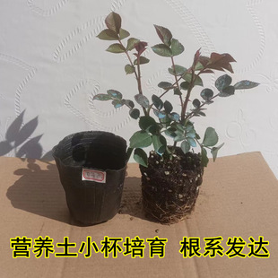 �¼�С��Ǥ�廨���ļ��_���t��֭�̨�����������Nޱõ���ľֲ��