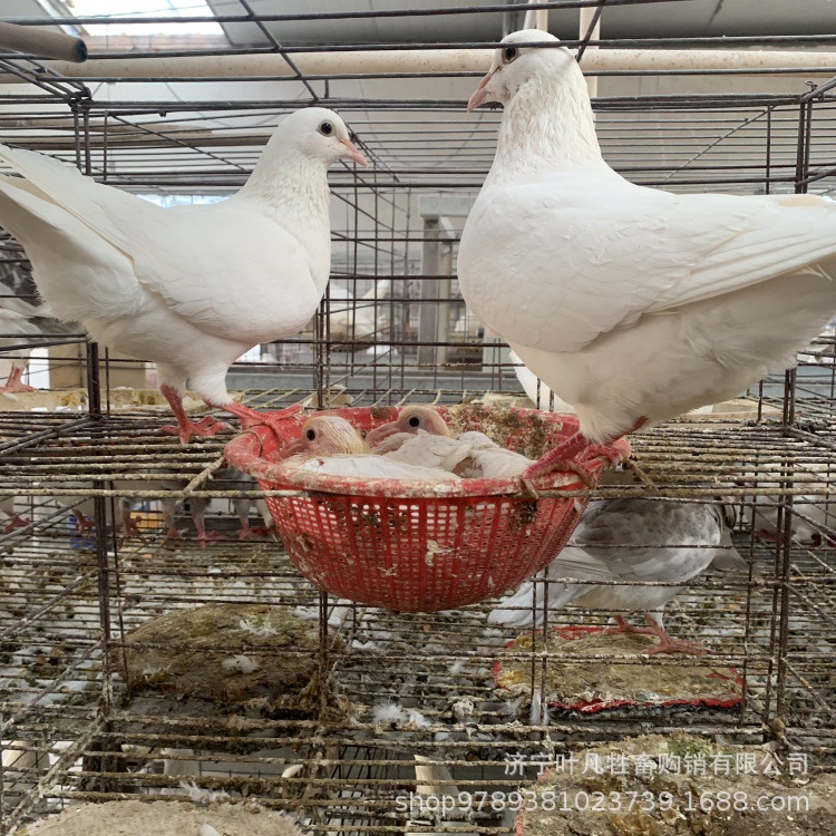 肉鸽种鸽白羽王和落地王13475764645