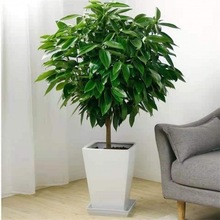 Gֲ҃ƽҸ͏dļLļB՚