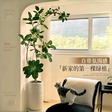 网红孟加拉榕盆栽大型绿植黄金榕高山榕树室内客厅落地橡皮面包树