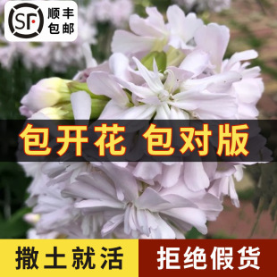 Seeds of Rock Grass, Rock Alkaline Grass, High-Quality Flower Seeds, Rose Pink, Extremely Cold-Resistant
