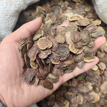 黄花梨种子 海南黄花梨种子 降香黄檀种子 海南黄檀 黄花梨树种子