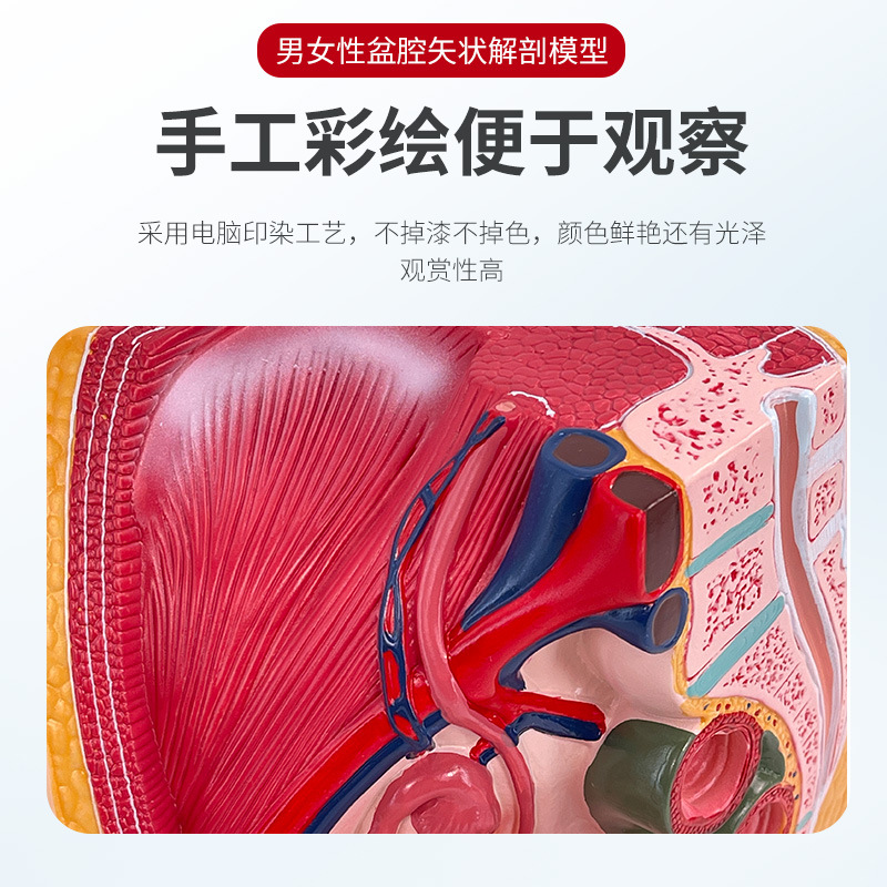 ��ѧ����Ů��ǻģ��Ů��������ֳϵͳ�걾����ʸ״���������ҽѧ