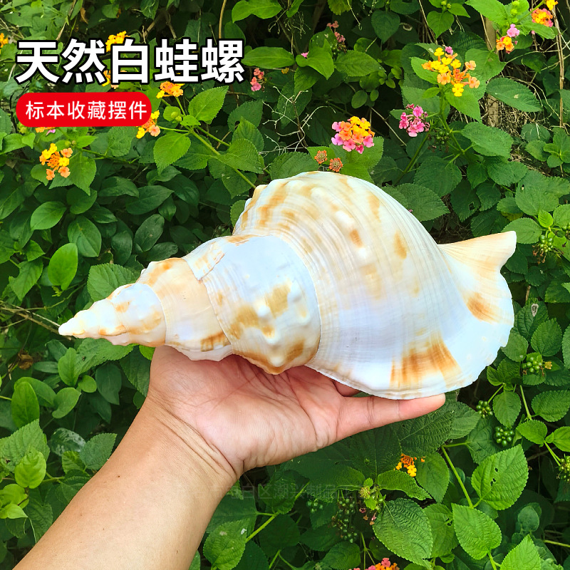 超大海螺贝壳特大白蛙螺白法螺海星鱼缸造景道具饰品可听大海声音