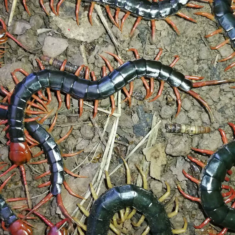 Талобидиум с красной головкой, тахобидиум Hubei, замачиваемый в вино, свежий аророванный тахобидиум, скорпион, Туяюань.