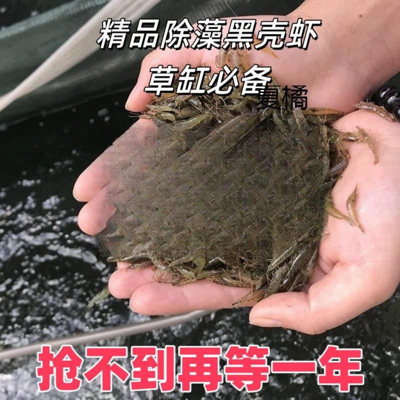 Черная ракушка, удаление водорослей, корм для креветок, пакет, пресноводный декоративный резервуар для креветок, очистка резервуара для креветок, инструмент для удаления водорослей, креветки