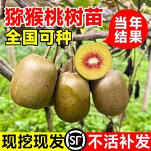 奇异果树果苗红心软枣奇异果树苗室内庭院南北方四季种植当年结果