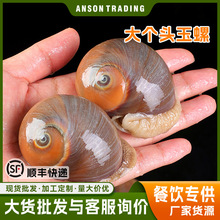 玉螺花螺香螺猫眼螺批发商用熟冻麻辣小海鲜贝类原材料