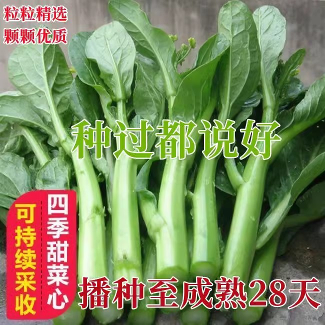 四九菜心种子青菜种子芽苗菜四季种小青菜菜薹菜苔菜芯籽种子种苗