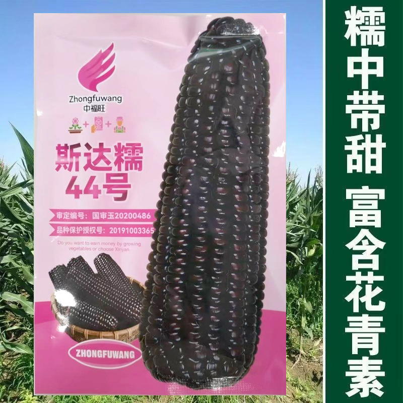 National Approved Black Glutinous Corn Sida Nuo 44 Seeds Corn Rich in Anthocyanin Nutrition Spring/Autumn High Yield Corn Seeds