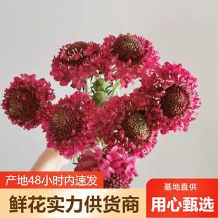 Cordyceps Flowers Wholesale Yunnan Flowers Direct Batch Wedding Decoration Flower Shop Stall Flowers Community Group Purchase Supply