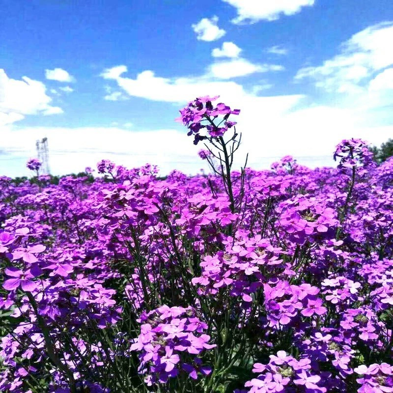 Посев семян синей ароматной горчицы в четыре сезона легко выращивать в помещении балкон зеленое растение горшечный Садовый цветок семя цветов Семена цветов