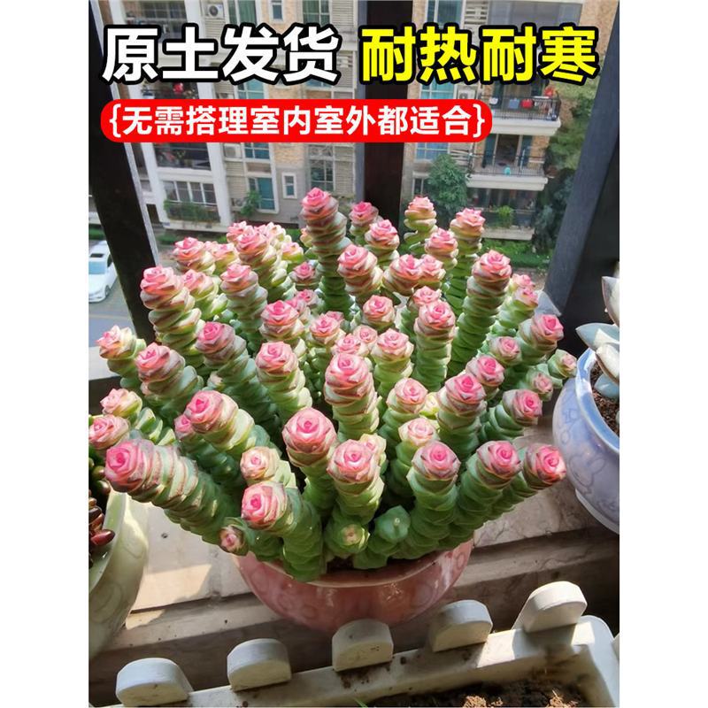 Colorful Money String Succulent Green Plant Indoor Potted Multi-Head Old Stump Cluster Red Heart Money String Easy-To-Care-For All-Season Flower