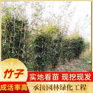 Courtyard Greening Seedlings, Bamboo Seedlings, Bamboo Pots, Expensive Bamboo, Bamboo Seedlings, Ornamental Bamboo Wholesale