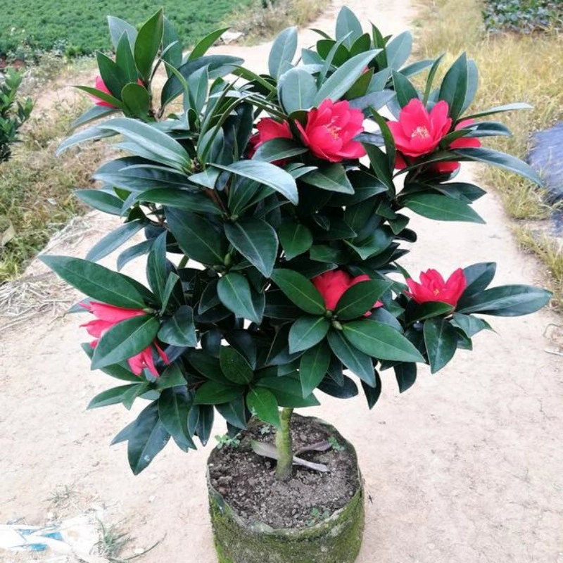 Четырехсезонные саженцы камелии, красная камелия азалия с бутонами, сильнодействующие горшечные комнатные и уличные балконные дворовые морозостойкие цветы.