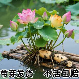 �ɻ�����ɏ��ź���ļ��^�p�ɻ�ź�Nˮ��ֲ���������˯ɏɏź��N