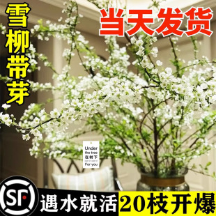 ѩ���r֦��֦֧���ԇ�ѩ�廨��ˮ��ֲ���҃Ⱥ��B�Gֲ��ľ�괺����