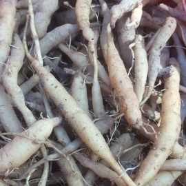 一斤温州七肾雁荡山野外新鲜菜头肾土太子参补/肝肾壮筋骨风火牙