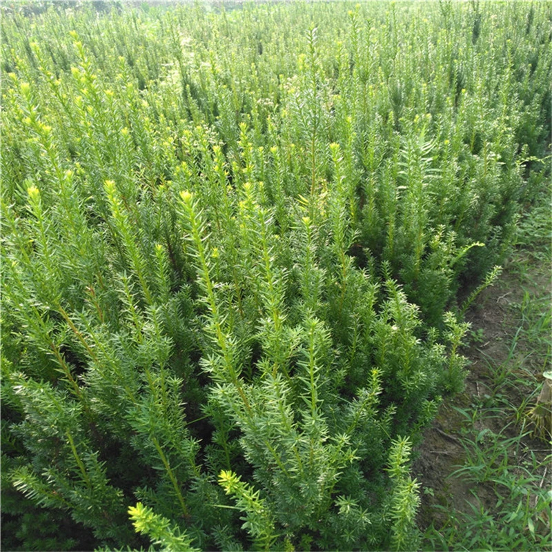 База Оптовая рассада тисов посадка пересадка рассада развита корневая система вилла двор озеленение деревья