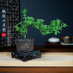Artistic Conception of Hanging Branches and Cliffs, June Snow Mini Bonsai Tea Table, Zen Indoor Desktop Potted Plant