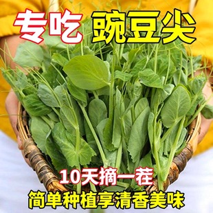 ������㶹��N���㶹��N���ļ����Nѿ�����횶����m���߲˷N��