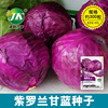 Vegetable seed company wholesale purple cabbage seeds, purple red and white cabbage about 300 originals