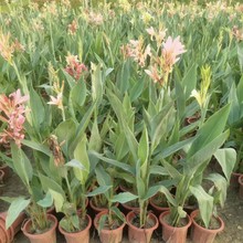 水生美人蕉袋苗盆栽苗室内阳台湿地好养花卉植物庭院四季开花绿植