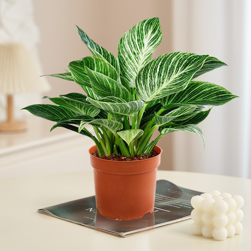 백금다이아몬드 25cm(오리지널 흙대야) + 영양액