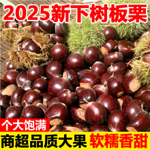 ���r������5�ﮔ���r�ҬFժ����ȥ�̚���Ŵ�����߲˰��]���|����