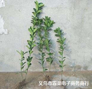 ����������~�S��С�� ������ ͥԺ�G�h�����h�����ļ���G������