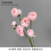 6 -headed tea plum