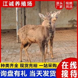 特种兽畜;特种珍禽;其他装饰摆件
