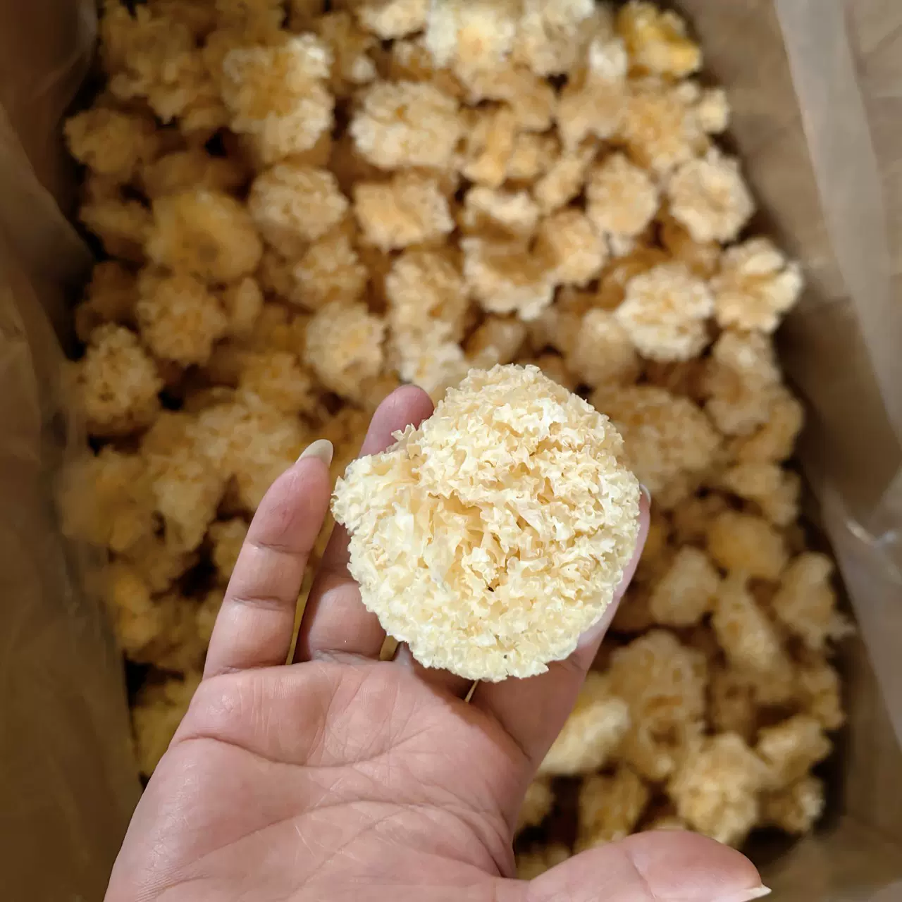 一件代发新货小银耳干货500g批发零售袋发白木耳菌菇