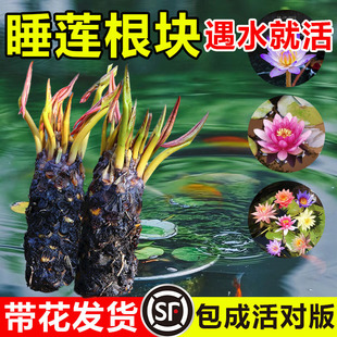 ˮ��ֲ���ļ�ˮ�B�ɻ�ˮɏ�����Ի���ˮ��������K������