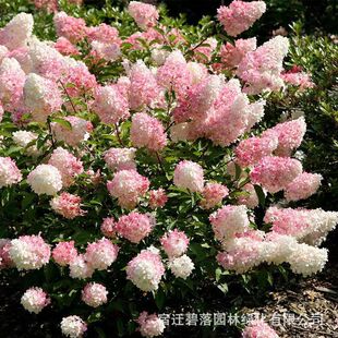 Conical Hydrangea Lime Lamp Vanilla Strawberry Summer Beauty Base Direct Sales Balcony Courtyard Cold-Resistant and Heat-Resistant Potted Seedlings