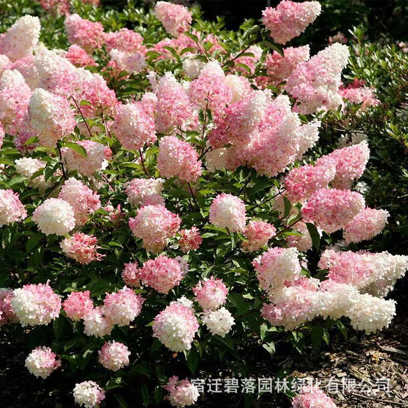 Conical Hydrangea Lime Light Vanilla Strawberry Summer Beauty Balcony Courtyard Cold-Resistant and Heat-Resistant Potted Seedlings Green Plants