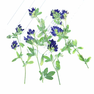 紫花苜蓿 干花压花 跨境货源植物标本真花标本押花手机壳书签贴画