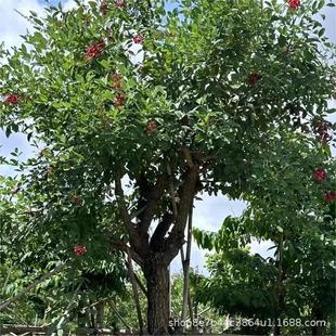 �u�ڴ�ͩ�u�ڶ�������ͩ�����t���l5-35����