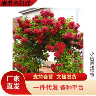 һ�����lľ�㻨������ֲ���ļ��tľ���ľ���¼��NޱͥԺ�ش�