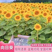 向日葵种孑花种籽子四季播种开花易活花籽室内外庭院观赏花海种子