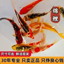 淡水小金鱼好养耐活鱼鱼苗活体小型锦鲤活物鱼宠物批发耐低温
