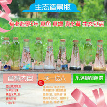 微景观生态瓶造办公室创意迷你免打理斗鱼活体专用直发跨境一件