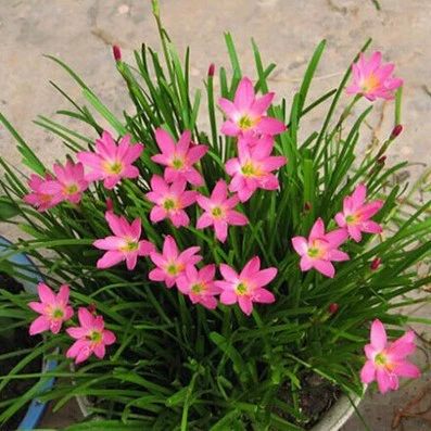 Ветер и дождь луковица орхидеи лук Орхидея растение электронная коммерция оптом поколение горшечных луковиц цветочное растение лук-порей Лотос/