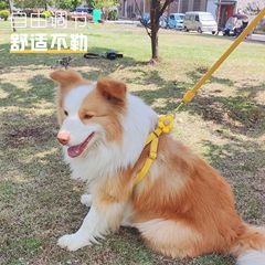 犬牽引紐ペット子犬小型犬中小型犬伸縮蝶かわいい耐久蝶結び